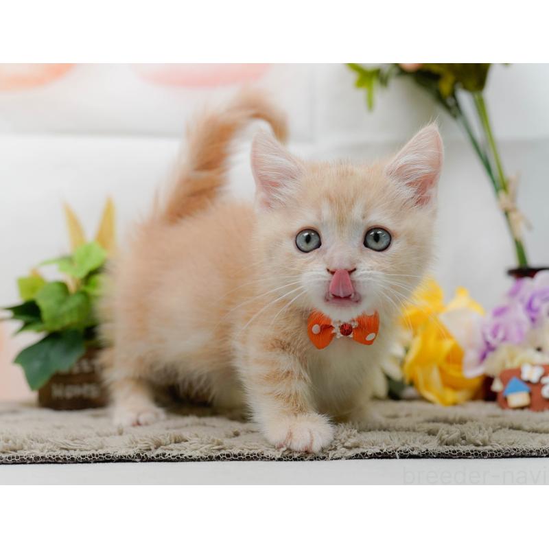 販売中の神奈川県のマンチカン-139873の8枚目