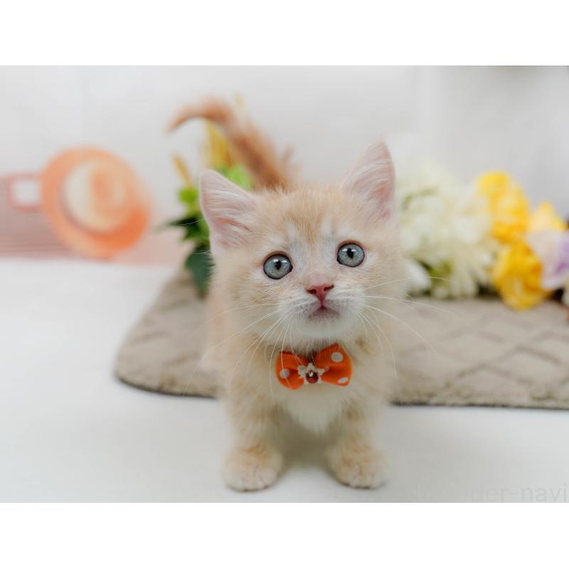 販売中の神奈川県のマンチカン-139873の7枚目