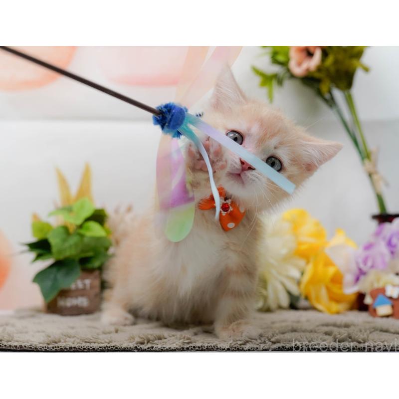 販売中の神奈川県のマンチカン-139873の6枚目