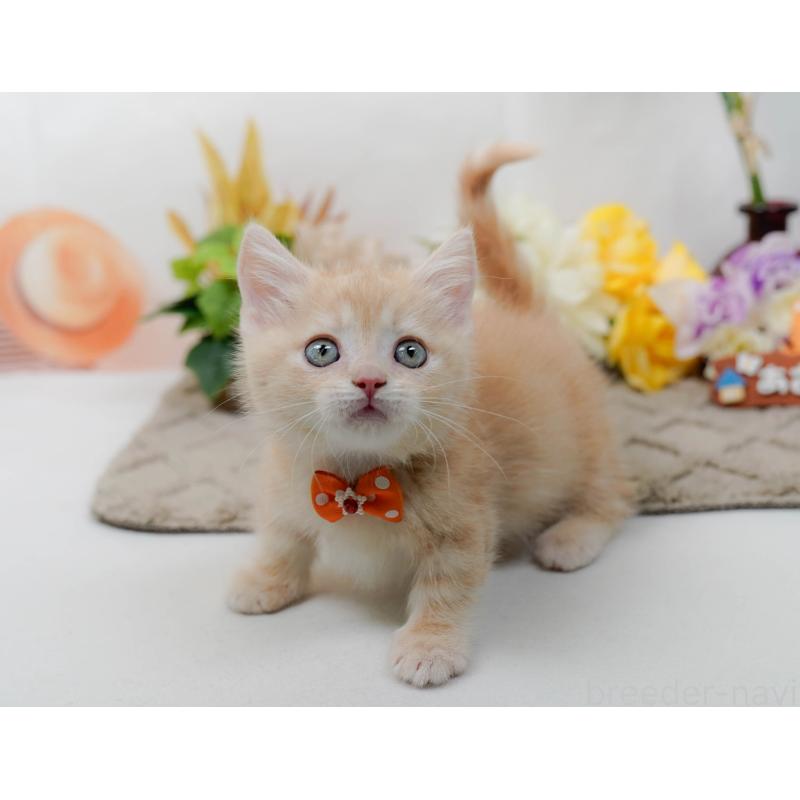 販売中の神奈川県のマンチカン-139873の5枚目