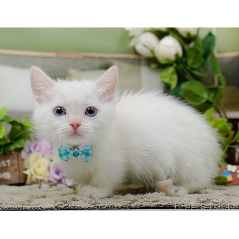 販売中の神奈川県のマンチカン-139874の12枚目