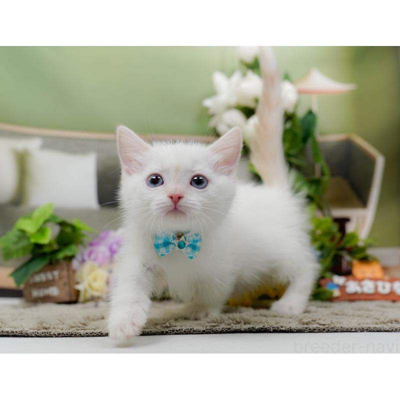 販売中の神奈川県のマンチカン-139874の11枚目