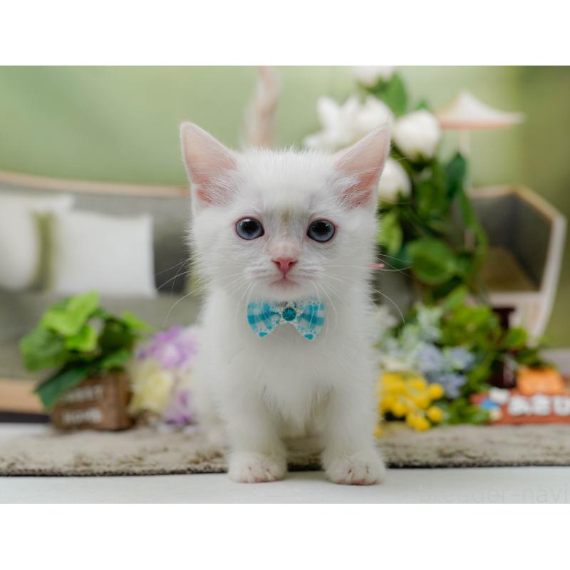 販売中の神奈川県のマンチカン-139874の10枚目