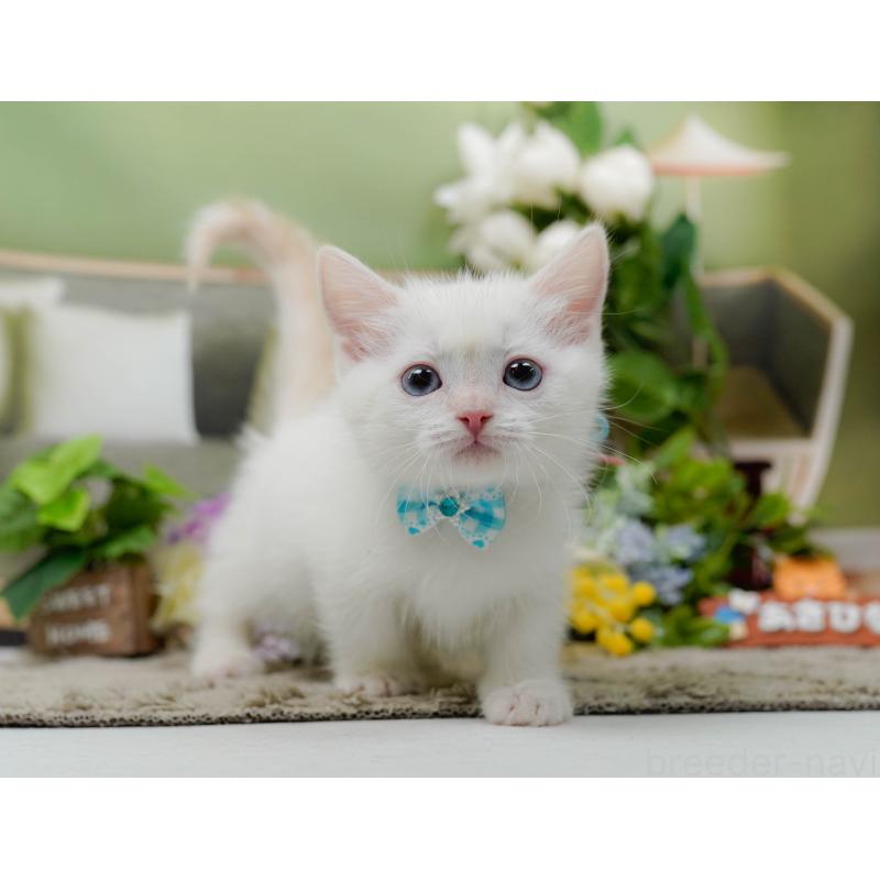 販売中の神奈川県のマンチカン-139874の9枚目