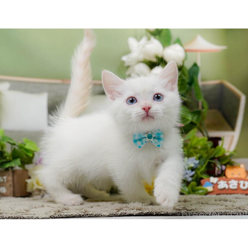 販売中の神奈川県のマンチカン-139874の8枚目