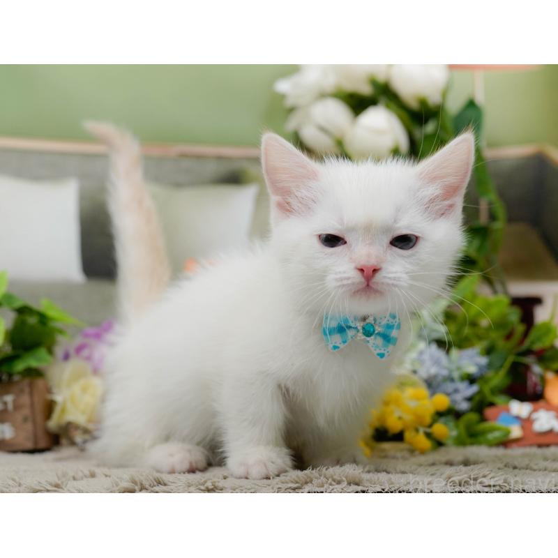 販売中の神奈川県のマンチカン-139874の7枚目