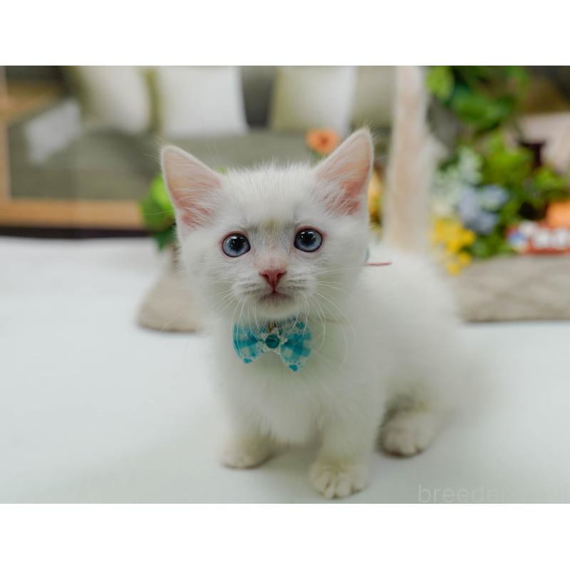 販売中の神奈川県のマンチカン-139874の6枚目