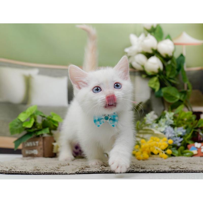 販売中の神奈川県のマンチカン-139874の5枚目