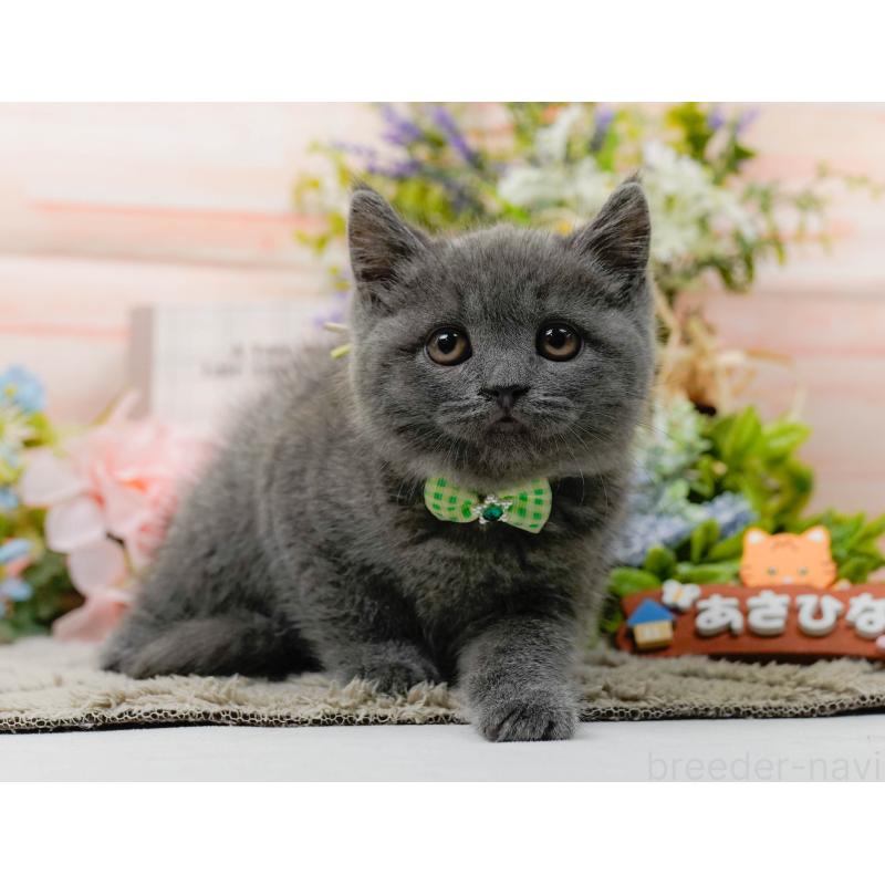 販売中の神奈川県のブリティッシュショートヘア-139875の11枚目