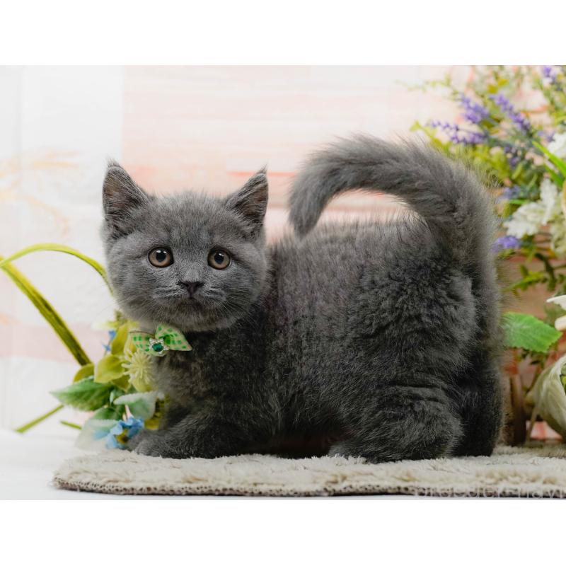 販売中の神奈川県のブリティッシュショートヘア-139875の10枚目