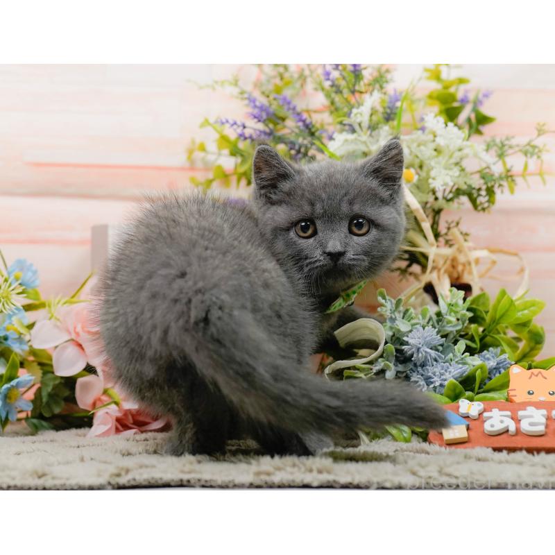 販売中の神奈川県のブリティッシュショートヘア-139875の9枚目