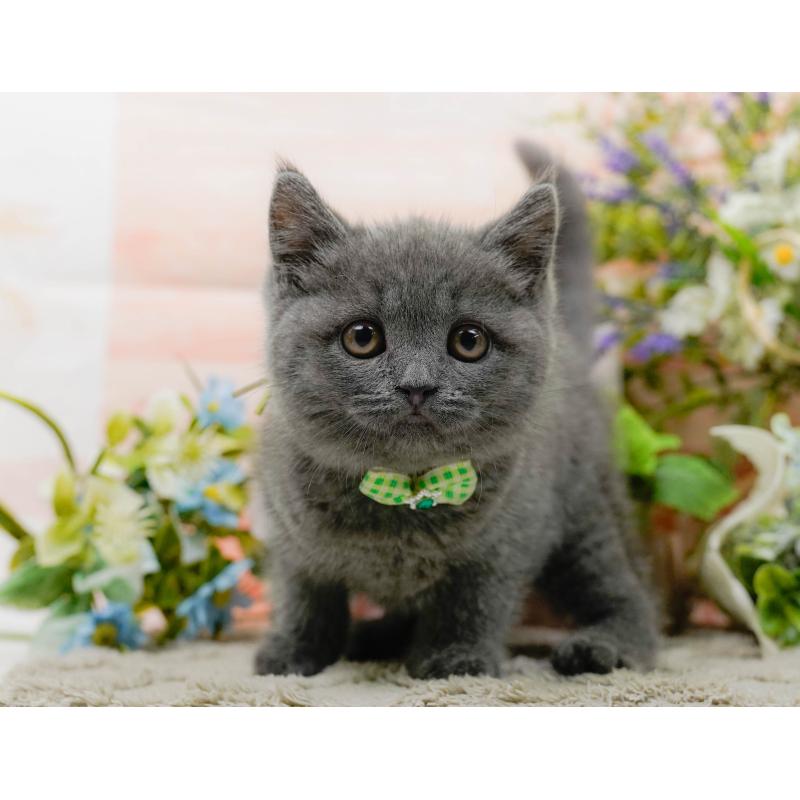 販売中の神奈川県のブリティッシュショートヘア-139875の8枚目