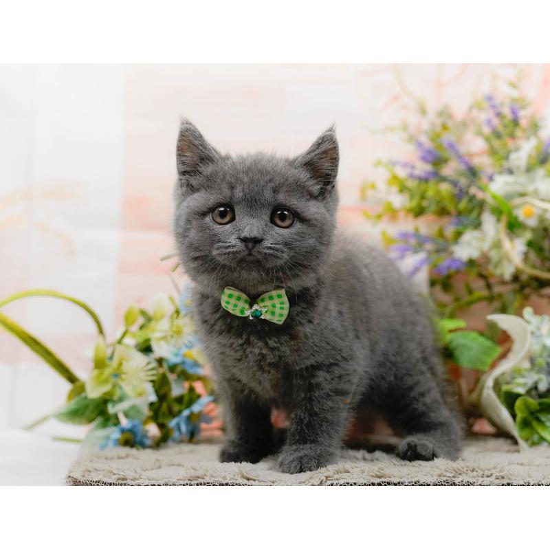 販売中の神奈川県のブリティッシュショートヘア-139875の7枚目