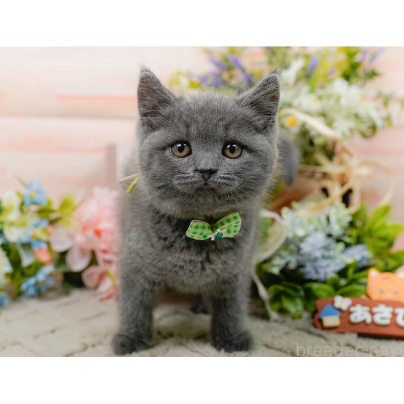 販売中の神奈川県のブリティッシュショートヘア-139875の6枚目