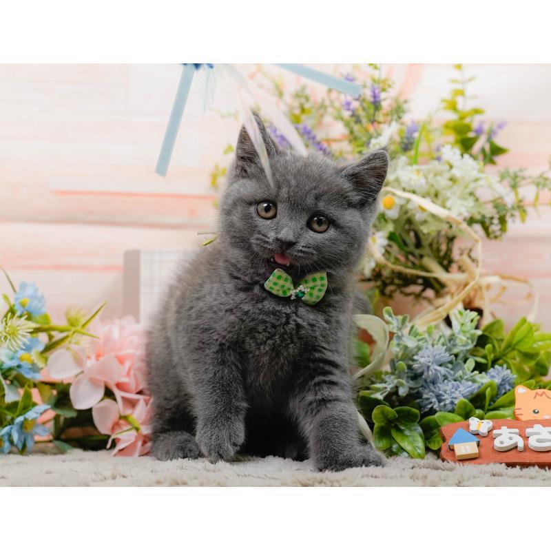 販売中の神奈川県のブリティッシュショートヘア-139875の5枚目