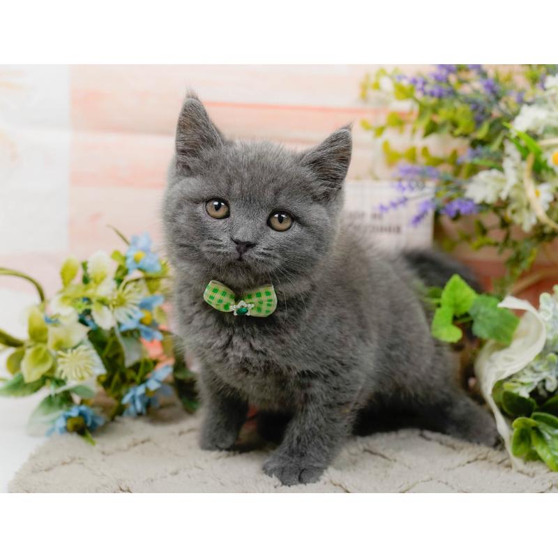 販売中の神奈川県のブリティッシュショートヘア-139875の4枚目