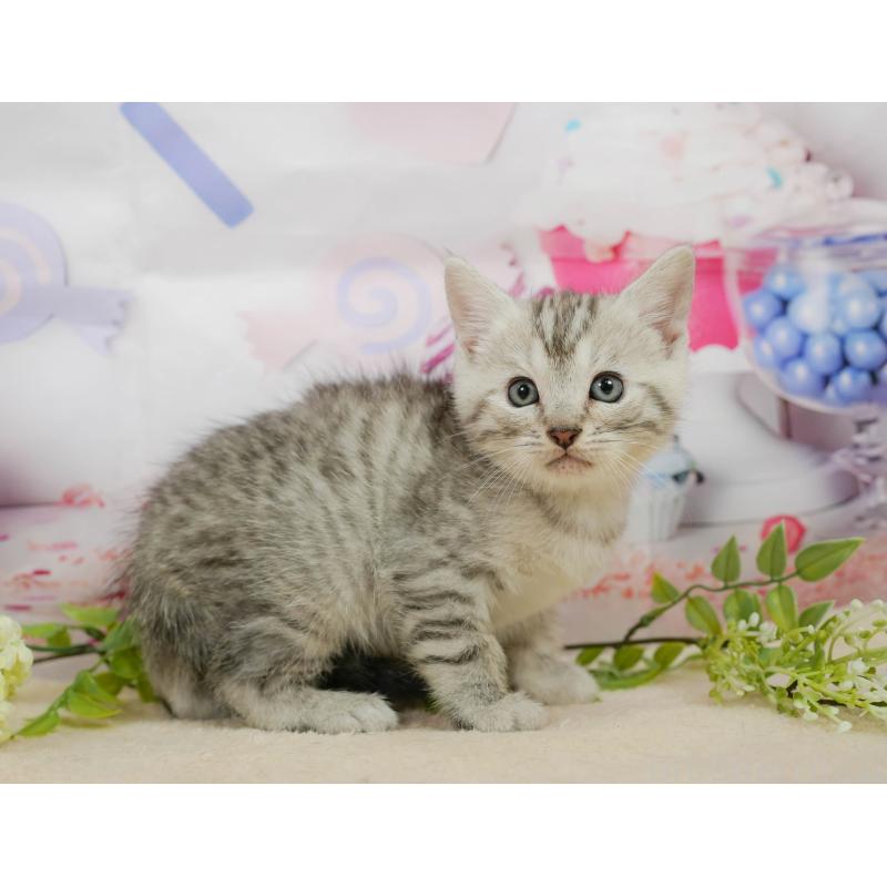 販売中の千葉県のマンチカン-139882