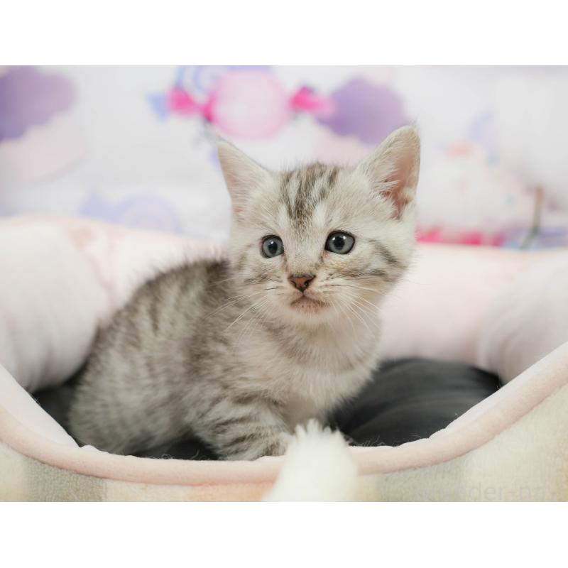 販売中の千葉県のマンチカン-139882の9枚目