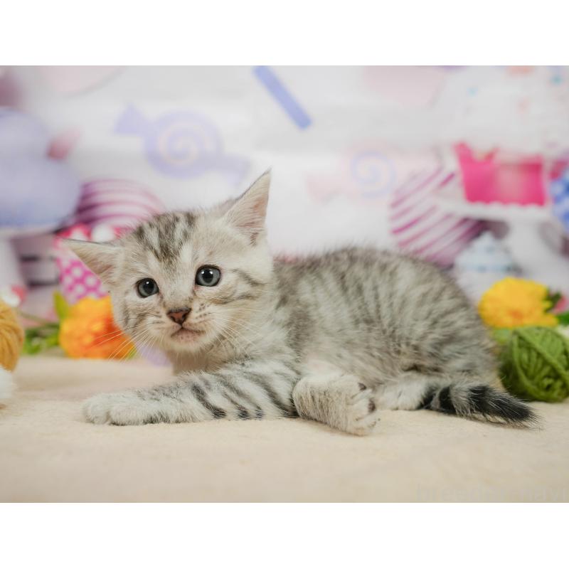 販売中の千葉県のマンチカン-139882の8枚目