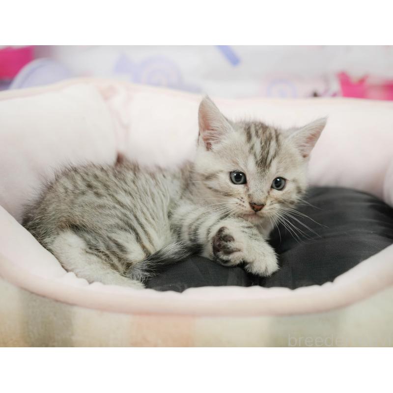 販売中の千葉県のマンチカン-139882の7枚目