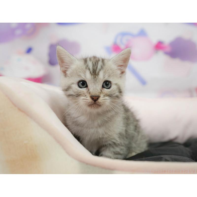 販売中の千葉県のマンチカン-139882の6枚目