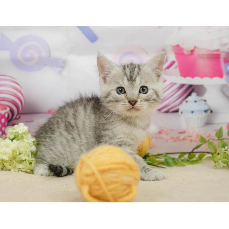 販売中の千葉県のマンチカン-139882の5枚目