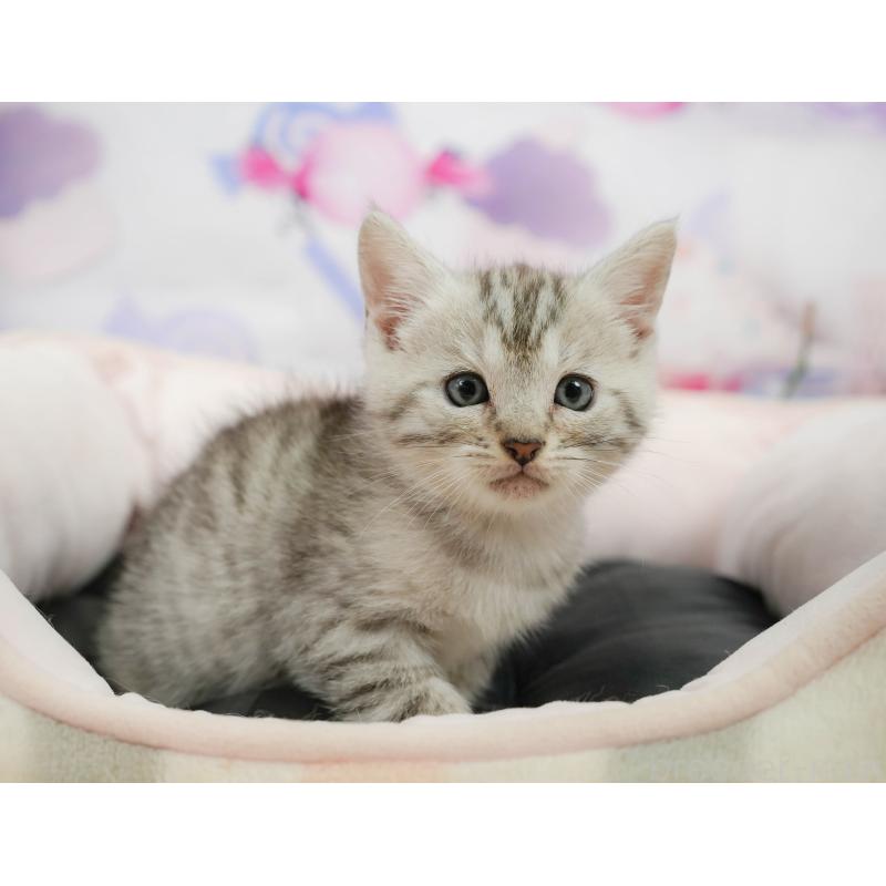 販売中の千葉県のマンチカン-139882の4枚目