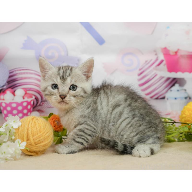 販売中の千葉県のマンチカン-139882の3枚目