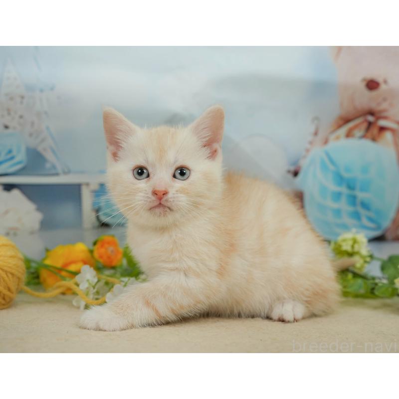 販売中の千葉県のマンチカン-139881