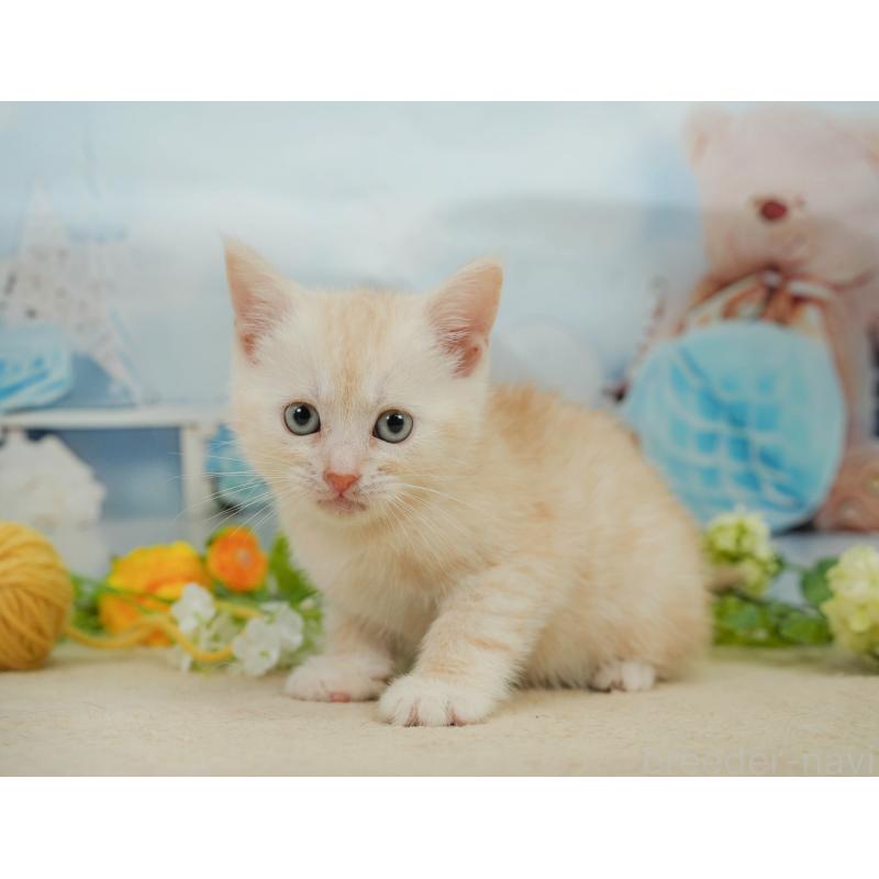 販売中の千葉県のマンチカン-139881の9枚目