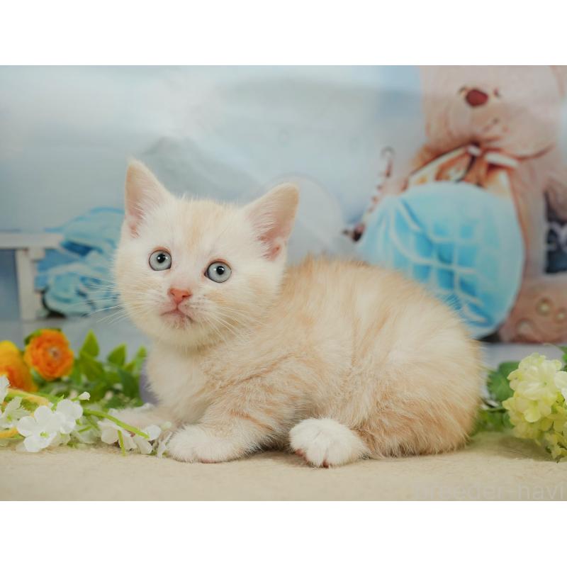 販売中の千葉県のマンチカン-139881の8枚目