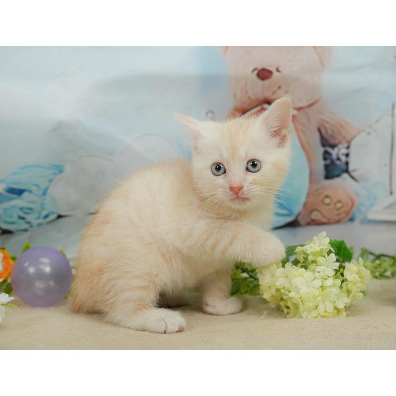 販売中の千葉県のマンチカン-139881の7枚目