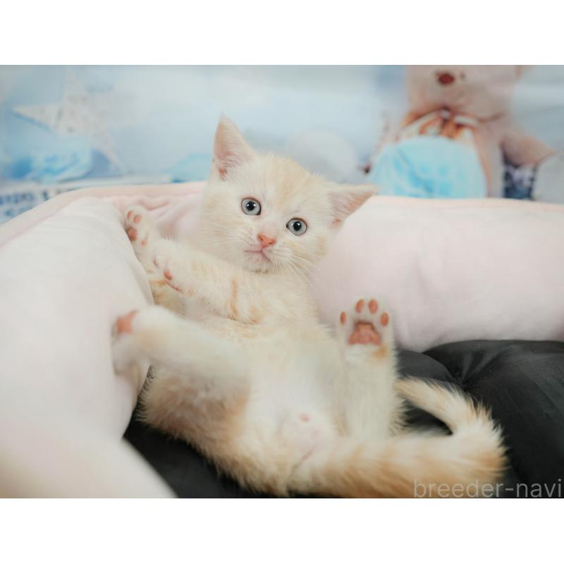 販売中の千葉県のマンチカン-139881の6枚目