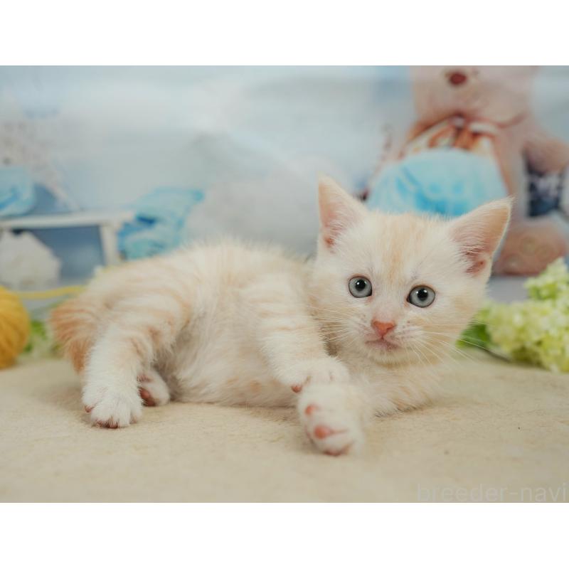 販売中の千葉県のマンチカン-139881の5枚目