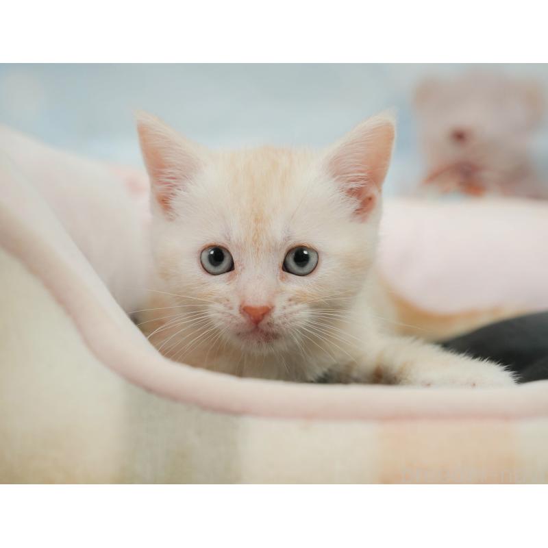 販売中の千葉県のマンチカン-139881の4枚目