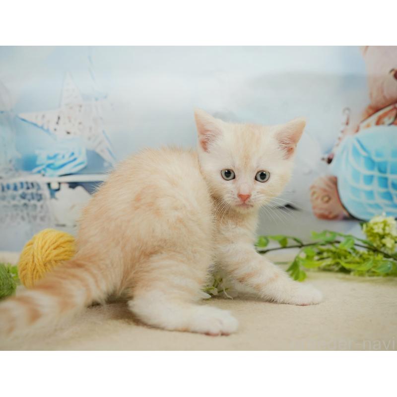 販売中の千葉県のマンチカン-139881の3枚目