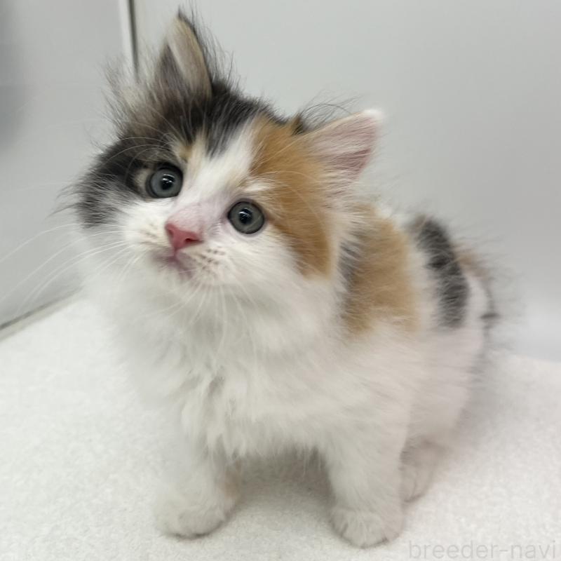 販売中の愛知県のマンチカン-139804の5枚目