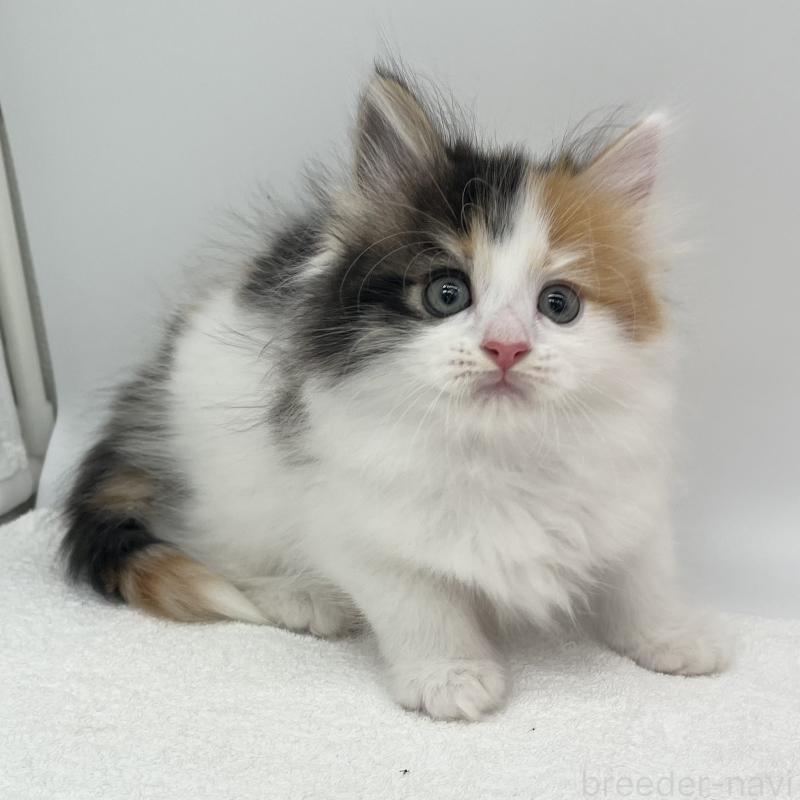 販売中の愛知県のマンチカン-139804の4枚目