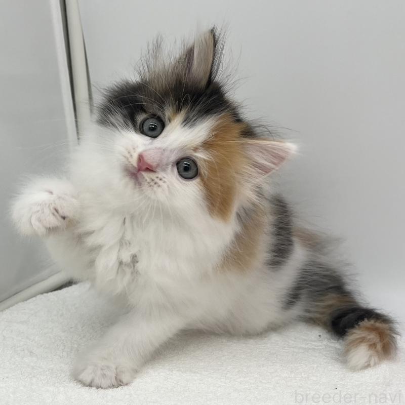 販売中の愛知県のマンチカン-139804の1枚目