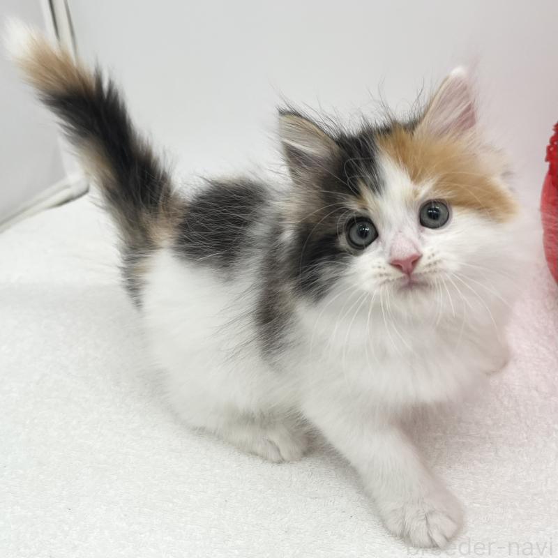 販売中の愛知県のマンチカン-139804の3枚目