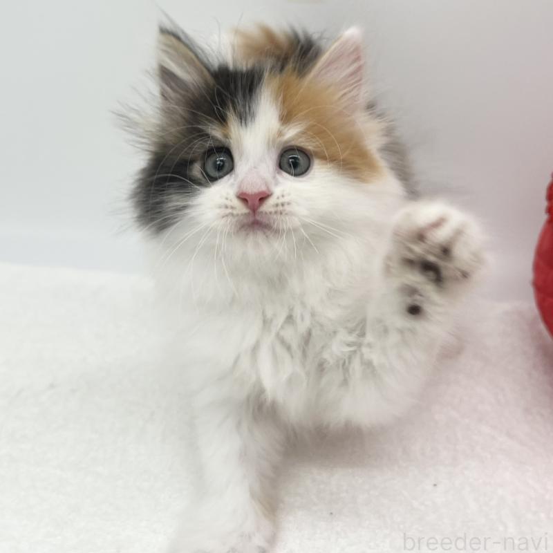 販売中の愛知県のマンチカン-139804の2枚目