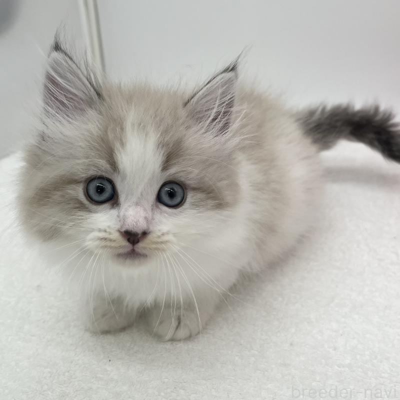 販売中の愛知県のマンチカン-139805の5枚目