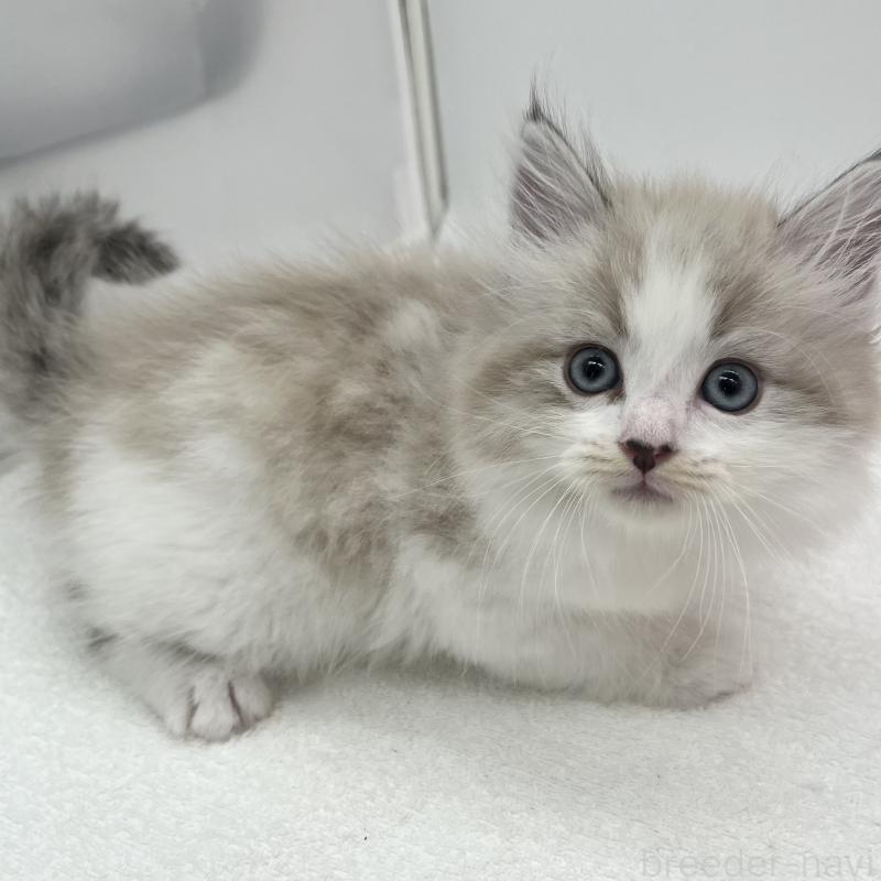 販売中の愛知県のマンチカン-139805の4枚目