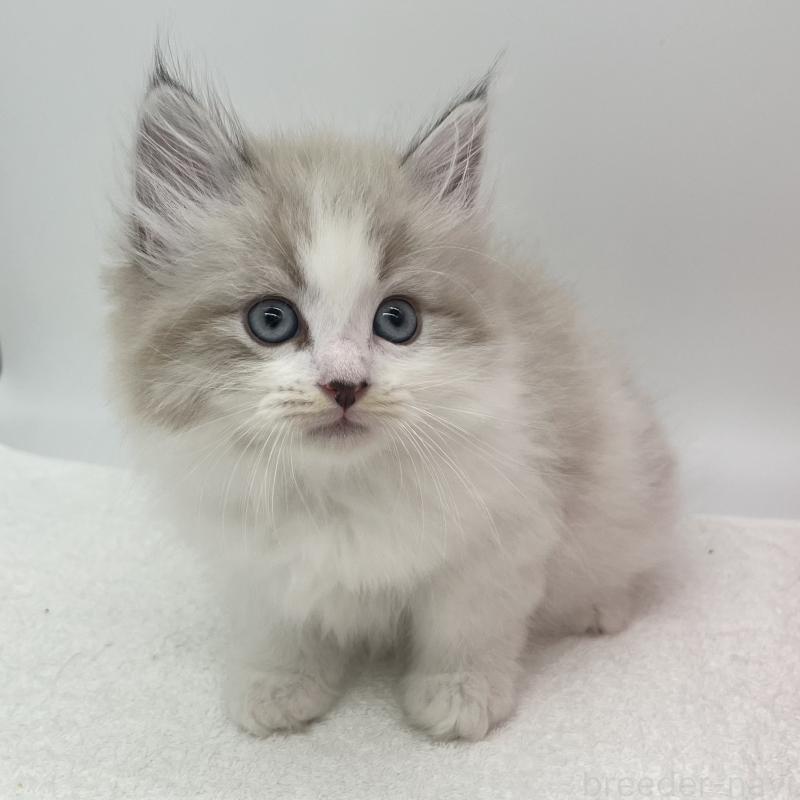 販売中の愛知県のマンチカン-139805の3枚目