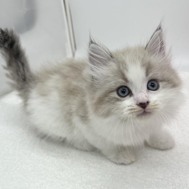 販売中の愛知県のマンチカン-139805の2枚目