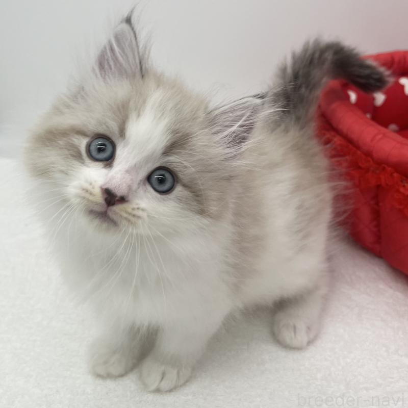 販売中の愛知県のマンチカン-139805