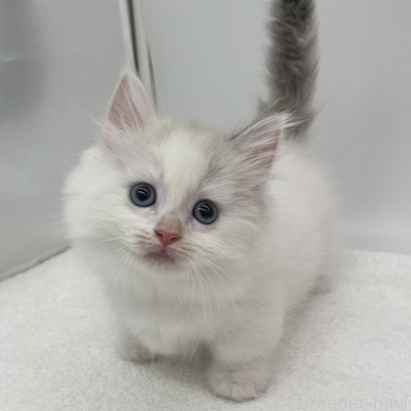 販売中の愛知県のマンチカン(短足)-139806の5枚目