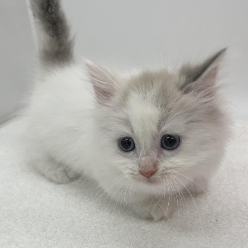 販売中の愛知県のマンチカン(短足)-139806の4枚目