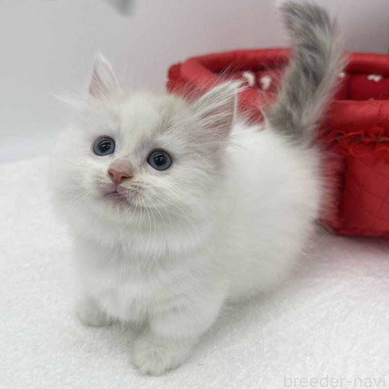 販売中の愛知県のマンチカン(短足)-139806の3枚目