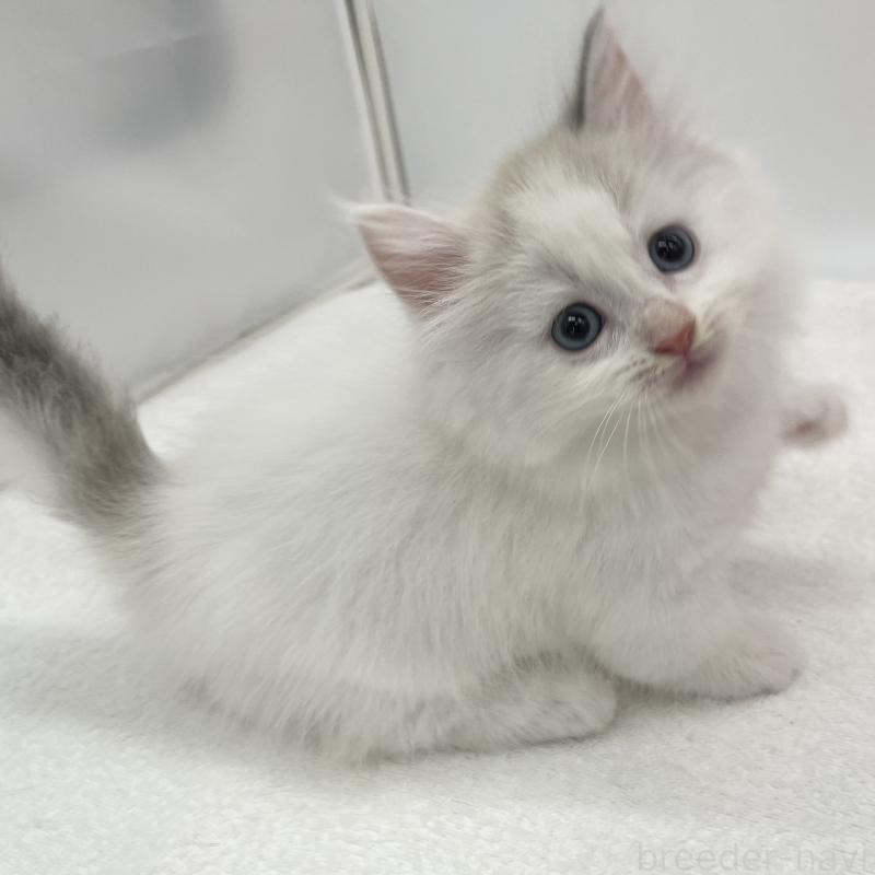 販売中の愛知県のマンチカン(短足)-139806の1枚目